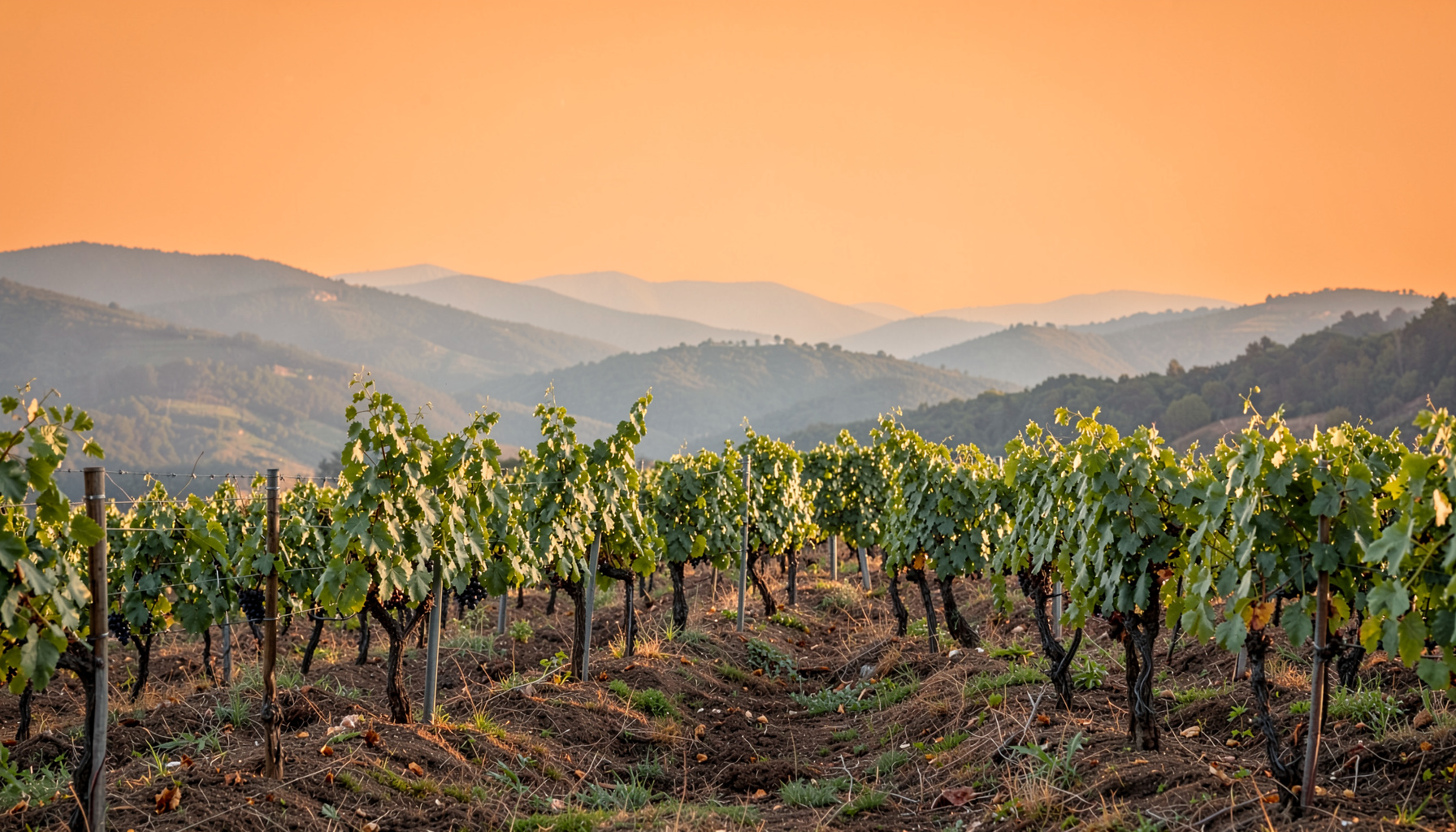 A quiet vineyard row stretching across a ridge, muted greens and earthy browns under soft afternoon light, with distant hills fading into haze.