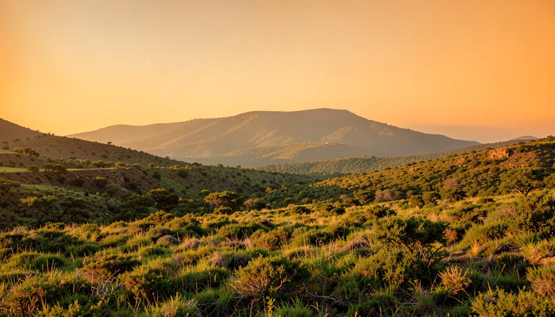 Rolling Texas Hill Country landscape at golden hour, warm amber and soft green tones stretching toward a distant ridge under a glowing sky.